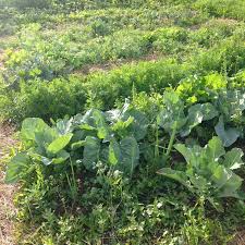 Welcome to permaculture artisans, sonoma county, northern california, a full service ecological company that designs we specialize in water use efficiency, food production, water harvesting, and restoration projects at all scales; Backyard Permaculture Design Tips Family Food Garden