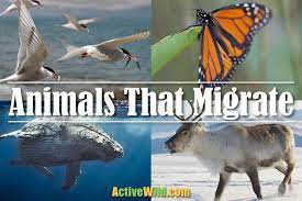 Animals That Migrate A List Of Migratory Animals With Pictures And Facts