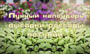 посадка цветов на рассаду в марте по лунному календарю Lunnyj Kalendar Vysadki Rassady Petunii V Otkrytyj Grunt V 2020 Godu Herbs
