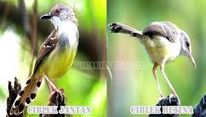 Ekor ciblek jantan cenderung lebih rapat dan panjang dibandingkan dengan ciblek betina. 21 Cara Membedakan Ciblek Jantan Dan Betina Beserta Gambar Hewan Id