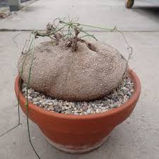 Image result for Kedrostis africana