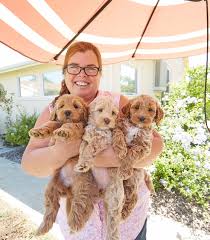 Australian labradoodle puppy breeder with labradoodle puppies for sale with labradoodle puppy training in vancouver, vancouver island our puppies have flown all over north america and even to europe. Home Shadowmountainlabradoodles
