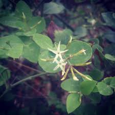 Image result for Dissotis brazzae