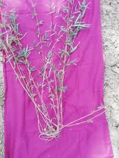 Image result for Linderniella gracilis