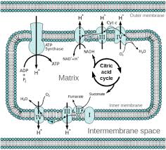 Oxidative Phosphorylation Electron Transport Chain Oxidative Phosphorylation Cellular Respiration