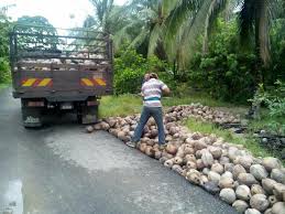 Kelapa matag boleh mengeluarkan antara 25 hingga 30 ribu biji buah setahun sehektar. Kelapa Mataq Posty Facebook