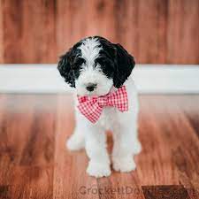 Black And White Springerdoodle Puppy With Checkered Tie Doodle Puppy White Goldendoodle Puppies