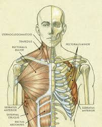 Skeletal muscles are attached to the bones in your body, and you can move these muscles when you want to. Muscles Of The Neck And Torso Classic Human Anatomy In Motion The Artist S Guide To The Dynamics Of Figure Drawing