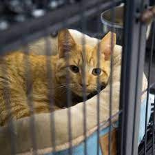 Soldans Pet Supplies - 16 Photos - Pet Stores - 4140 Wilder Rd Bay City Mi - Phone Number