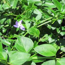 Image result for Vinca major