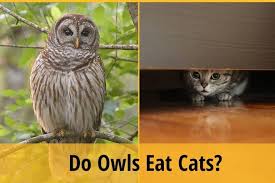 How often do owls eat? Do Owls Eat Cats Zooawesome