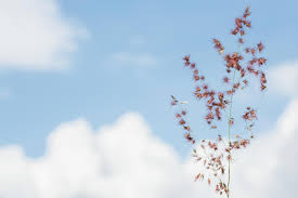 Flower nature blue sky background. Flower On Blue Sky Background 1520440 Stock Photo At Vecteezy