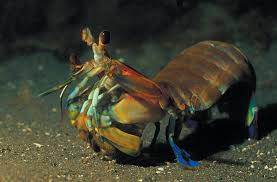 In the middle, medium shrimp are in the range of 36 to 41 per pound. Small Critters With A Big Story To Tell The Shrimps Scuba Diving News Gear Education Dive Training Magazine