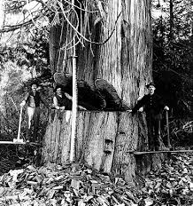 Seattle General Strike Loyal Legion Of Loggers And Lumbermen