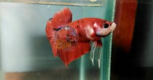 Ikan cupang koi merupakan ikan yang sangat eksotis untuk anda miliki dari bentuknya saja sudah sangat menakjubkan. Terjual Ikan Cupang Red Koi 19 Kaskus