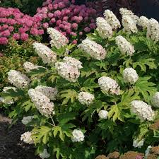 Image result for Hydrangea quercifolia