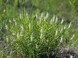 Image result for Polygala senensis