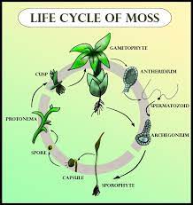 This guide treats 60 species of mosses and liverworts that comprise the. Draw A Diagram To Describe The Life Cycle Of The Moss Class 11 Biology Cbse