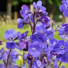 Image result for Anchusa capensis