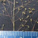 Image result for Sporobolus tenuissimus