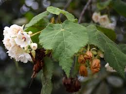 Image result for Dombeya kirkii
