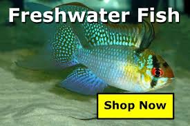 Tropical Fish For Sale Freshwater Fish For Sale Fish Fish For Sale