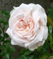 Edelrose Schloss Ippenburg Rosa Schloss Ippenburg Gunstig Online Kaufen Rosen Blumen Rosen Pflanzen Bestellen