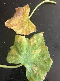 Image result for spider mites cucumber plants