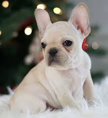 Texas french bulldog breeders of blue, chocolate, blue & tan. French Bulldog Puppies For Adoption French Bulldog Puppies Bulldog Puppies French Bulldog Breeders