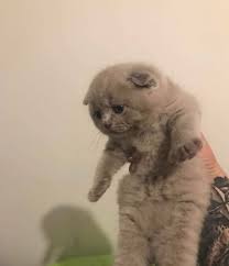scottishfold scottishstraight britishshorthair kedisahiplendirme cinskedi catstagram yavrukedi cat instacat instagood instagram antalya cats instagram animals