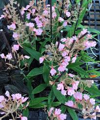 Image result for Habenaria myodes