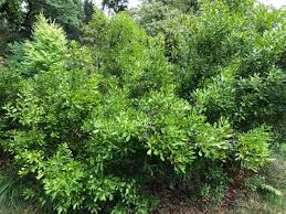 Image result for Barleria mackenii