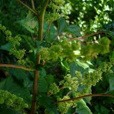 Image result for Laportea interrupta