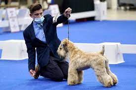 Junior Handler Spotlight: Royal Miller & His Passion For Terriers –  American Kennel Club