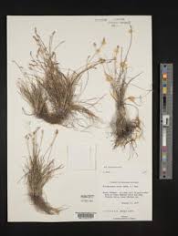 Image result for Abildgaardia ovata