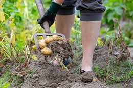 Zusammen mit meiner tochter kerstin ernte ich nun die ersten kartoffeln vorräte. Kartoffeln Ernten So Wird Es Gemacht Baldur Garten