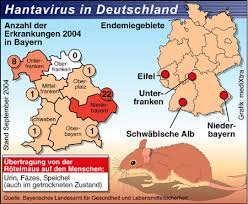 Die transferaktivitäten der sachsen deuten zumindest darauf hin. Hantavirus Infektionen