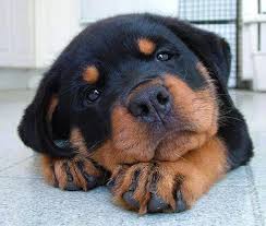 Rottweiler Yavrularinin Korkulanin Aksine Birer Tontis Oldugunun 21 Kaniti Sevimli Kopek Yavrulari Sevimli Hayvan Yavrulari Hayvanlar