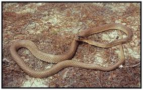 Eastern garter snakes mate in spring after emerging from winter hibernation. Phillip S Natural World Florida S Non Poisonous Snakes