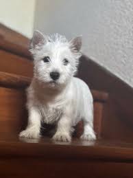 Aston des ormeaux d'antan parti en Bretagne …