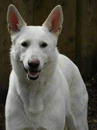 Keystone puppies does not house, purchase, raise, or accept funds for puppies. White German Shepherd Rescue White German Shepherd German Shepherd Rescue German Shepherd Puppies