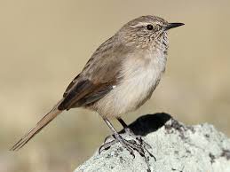 Image result for Heterotis canescens