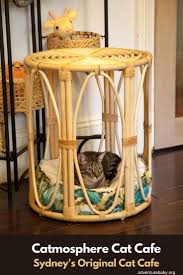 Hawaii's best restaurants based upon thousands of opentable diner reviews. A Purriffic Time At The Catmosphere Cat Cafe Sydney Adventure Baby