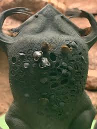 The surinam toad is an ambush hunter, lying patiently in wait for unsuspecting prey to pop goes the toadlet: American Museum Of Natural History On Twitter A Suriname Toad Mother Carries Her Young Embedded In The Skin Of Her Back After Mating The Eggs Sink Gradually Into The Female S Back
