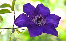 We did not find results for: Wallpaper Blue Purple Clematis Flower Macro Photography 1920x1200 Hd Picture Image
