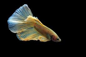 I think its important to buy them from places other than petco. Why Is My Betta Breathing Heavily Rapidly With Solutions Pet Fish Online