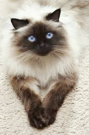 Image result for himalayan cat