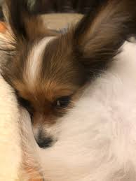 Layla 16 Week Old Papillon Papillon Dog Papillion Dog Papillon Puppy