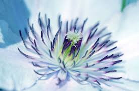 Check spelling or type a new query. Pink And White Clematis Macro Photo Hd Wallpaper Wallpaper Flare