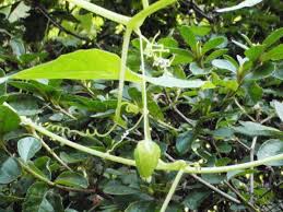 Image result for Cucumis bryoniifolius